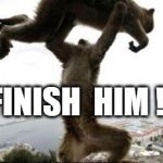 Squirrel Fight | FINISH 
HIM !! | image tagged in squirrel fight | made w/ Imgflip meme maker