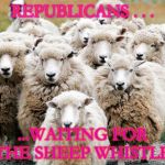 Sheeps | REPUBLICANS . . . ...WAITING FOR THE SHEEP WHISTLE! | image tagged in sheeps | made w/ Imgflip meme maker