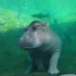 lusty hippo