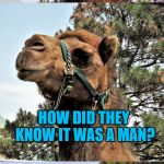 Camel man-bashing | THEY FOUND THE PETRIFIED PELVIS OF A MAN IN THE DESERT. HOW DID THEY KNOW IT WAS A MAN? THEY COULD STILL FIND THE ASSHOLE CONNECTED TO THE COUCH | image tagged in camel joker,man,couch,asshole | made w/ Imgflip meme maker