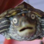 Confuzeled turtle
