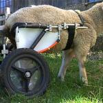 Disabled sheep