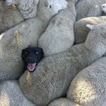 Sheep Dog | IT'S SO FLUFFY! | image tagged in sheep dog | made w/ Imgflip meme maker