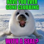 It is bad if they still do this. | HAVE YOU EVER GONE CLUBBING; WITH A SEAL? | image tagged in cute seal,clubbing,funny meme,dark humor,cute | made w/ Imgflip meme maker