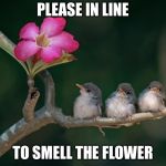 3 baby birds branch flower | PLEASE IN LINE; TO SMELL THE FLOWER | image tagged in 3 baby birds branch flower | made w/ Imgflip meme maker
