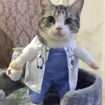 Doctor Cat meme