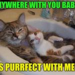 Anywhere with you babe!  | ANYWHERE WITH YOU BABE! IS PURRFECT WITH ME! | image tagged in cats in sink,crazy love | made w/ Imgflip meme maker