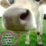 Scary Cow | YOU'RE GONNA' WANNA' LET ME PASS THROUGH! "Boanthropicus" Padowan Apprentice Jedi | image tagged in scary cow | made w/ Imgflip meme maker