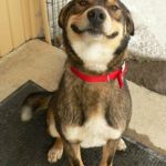 Smiling dog | I LOVE YOU; I ALSO POOPED ON THE FLOOR | image tagged in smiling dog | made w/ Imgflip meme maker
