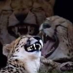 Laughing cheetah 