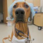 Nurse doggo