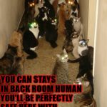RISKY DECISION | YOU CAN STAYS IN BACK ROOM HUMAN; YOU'LL BE PERFECTLY SAFE HERE WITH US! WE'RE NICE KITTIES! | image tagged in risky decision | made w/ Imgflip meme maker