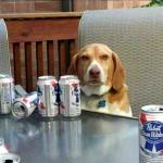 beer dog meme