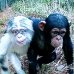 Primate brothers