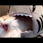 shark eat cat meme