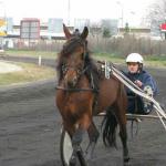 Jokic Horse Racing