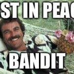 Hawaiian Tom Selleck | REST IN PEACE; BANDIT | image tagged in hawaiian tom selleck | made w/ Imgflip meme maker