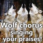 Wolf chorus | Wolf chorus; singing your praises! | image tagged in wolf chorus | made w/ Imgflip meme maker