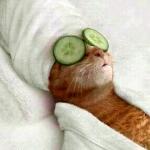 Spa Day cat