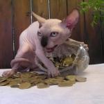 Hairless cat hoarding precious coins meme