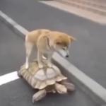 they see me rollin dog
