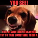 Grumpy Beagle don't like selfies | YOU SEE! THIS IS WHAT HAPPENS WHEN YOU TRY TO TAKE SOMETHING FROM A DOG! | image tagged in grumpy beagle don't like selfies | made w/ Imgflip meme maker