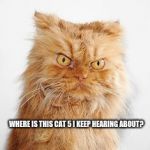 mean cat | WHERE IS THIS CAT 5 I KEEP HEARING ABOUT? | image tagged in mean cat | made w/ Imgflip meme maker