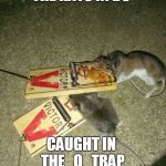 Dead rats | THE RATS IN DC; CAUGHT IN THE   Q   TRAP | image tagged in dead rats | made w/ Imgflip meme maker