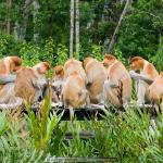 Proboscis monkey breakfast