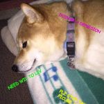 Depressed doge | WOW; DOIN ME A DEPRESION; NEED WIL TO LIV; PLZ STOP TAKEN PICURE AN HALP | image tagged in depressed doge | made w/ Imgflip meme maker