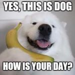 Yes, This is Dog | YES, THIS IS DOG; HOW IS YOUR DAY? | image tagged in yes this is dog | made w/ Imgflip meme maker