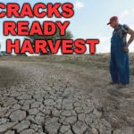 I guess he is a crack dealer. | CRACKS READY TO HARVEST | image tagged in drought farmer,memes,funny,crack,crack head,addict | made w/ Imgflip meme maker