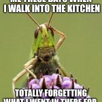 Confused Grasshopper | ME THESE DAYS WHEN I WALK INTO THE KITCHEN; TOTALLY FORGETTING WHAT I WENT IN THERE FOR.. | image tagged in confused grasshopper | made w/ Imgflip meme maker