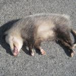 Roadkill opossum