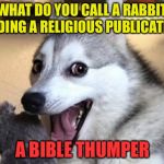 Who's that knocking at my door? | WHAT DO YOU CALL A RABBIT READING A RELIGIOUS PUBLICATION? A BIBLE THUMPER | image tagged in pun dog - husky,religion,memes,funny | made w/ Imgflip meme maker