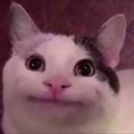 Awkward Smile Cat meme