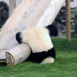 panda fall