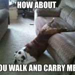 Lazy Dog | HOW ABOUT; YOU WALK AND CARRY ME? | image tagged in lazy dog | made w/ Imgflip meme maker