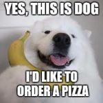 Yes, This is Dog | YES, THIS IS DOG; I'D LIKE TO ORDER A PIZZA | image tagged in yes this is dog | made w/ Imgflip meme maker