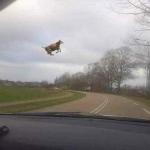 Cows Fly