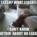 He hid it so we wouldn’t walk. | LEASH? WHAT LEASH? I DON’T KNOW NOTHIN’ ABOUT NO LEASH | image tagged in lazy dog | made w/ Imgflip meme maker