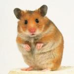 hammy hamster