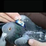 Carrier pigeon