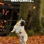 Fall Pug | MOVE OUT THE WAY LEAVES... I GOT TO PEE | image tagged in fall pug | made w/ Imgflip meme maker