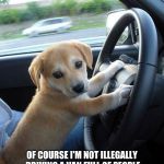 cute dog | WHAT???? OF COURSE I'M NOT ILLEGALLY DRIVING A VAN FULL OF PEOPLE 87 MILES PER HOUR DOWN THE HIGH WAY | image tagged in cute dog | made w/ Imgflip meme maker