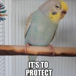 bird cage
 | THIS CAGE ISN'T FOR ME; IT'S TO PROTECT YOU....FROM ME. | image tagged in sceptical budgie,bird cage | made w/ Imgflip meme maker