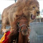 lion on horse