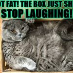 I FITS | I'M NOT FAT! THE BOX JUST SHRUNK! STOP LAUGHING! | image tagged in i fits | made w/ Imgflip meme maker