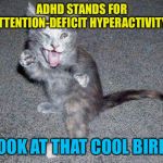 ADHD Cat | ADHD STANDS FOR ATTENTION-DEFICIT HYPERACTIVITY... LOOK AT THAT COOL BIRD! | image tagged in adhd cat,memes | made w/ Imgflip meme maker