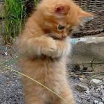 i dont know what I am doing, cute cat, lovely cat dancer, dancer | WAIT! DAT NOT DA CHEZBURGER! | image tagged in i dont know what i am doing cute cat lovely cat dancer dancer | made w/ Imgflip meme maker